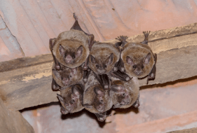 Did you know bats are protected?