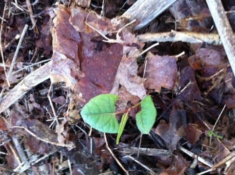 Japanese Knotweed