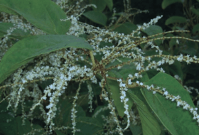 Japanese knotweed