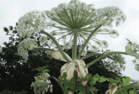 Giant hogweed