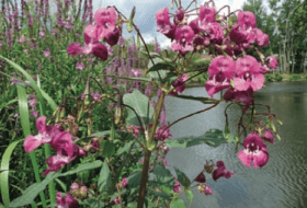 Himalayan balsam