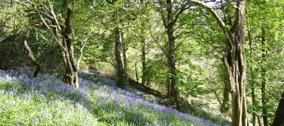 The Wildlife Trust of South and West Wales