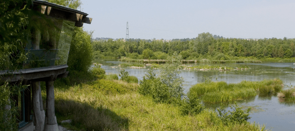 The Wildfowl and Wetlands Trust