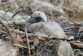 Beach litter kills our wildlife