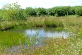 Brownfield habitat