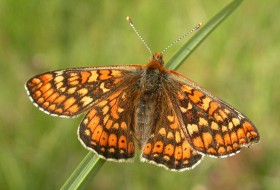 Marsh Fritillary. Photo: Richard Pryce