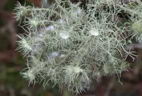 Usnea florida. Photo: Alan Hale