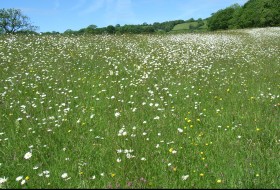 Lowland grassland and heathland
