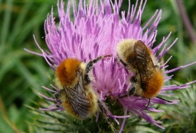 Brown-banded Carder-bee. Photo: Bumblebee Conservation Trust