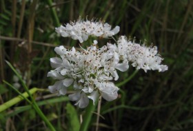 Tubular Water dropwort. Photo: Richard Pryce