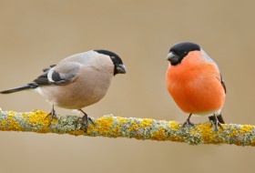 Bullfinches