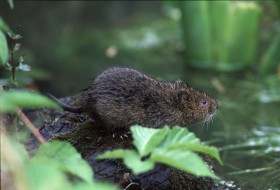 Water vole. Photo Dyfrig Jones