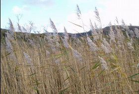 Wetland habitats