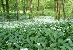 Woodland habitats