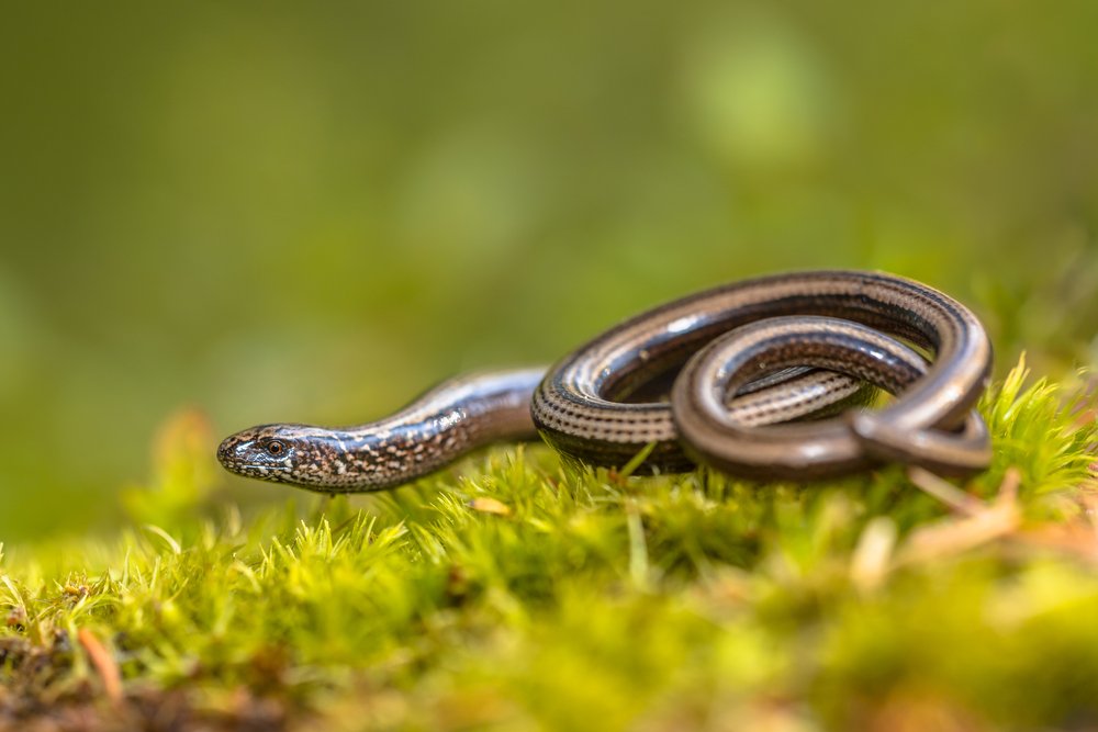 Slow worm