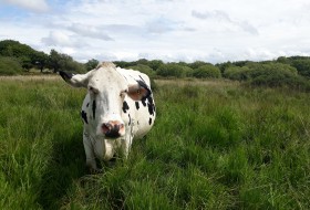 PONT - grazing is amazing!