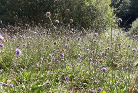 Butterfly conservation - Life cycle