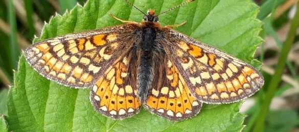 Butterfly conservation - Marsh Fritillary
