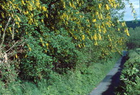 Cardiganshire hedgerows 