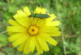 Pollinator identification chart