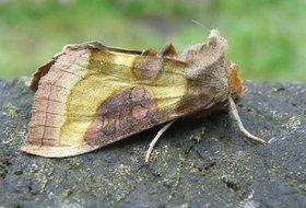 Gardening for moth