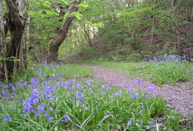 Biodiversity - Woodlands