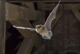 Bat Conservation Trust