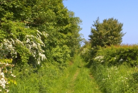 Apply to remove a hedgerow