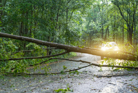 Hazardous / fallen trees