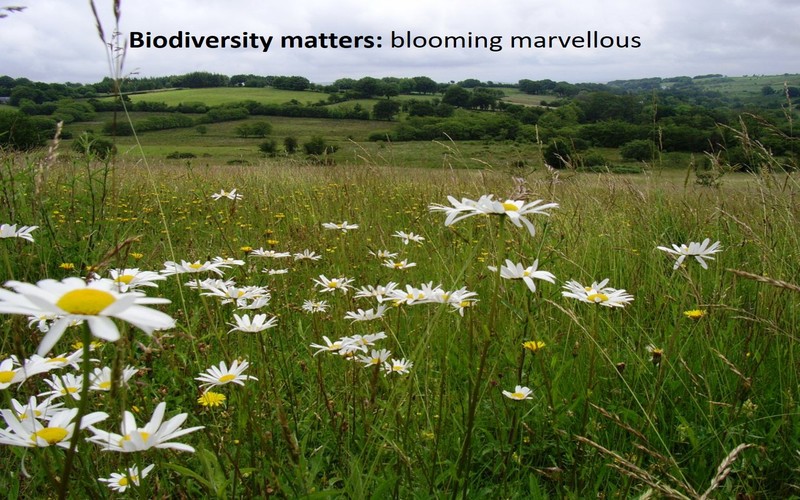 Biodiversity matters: blooming marvellous 