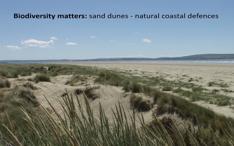 Biodiversity matters: sand dunes - natural coastal defences 