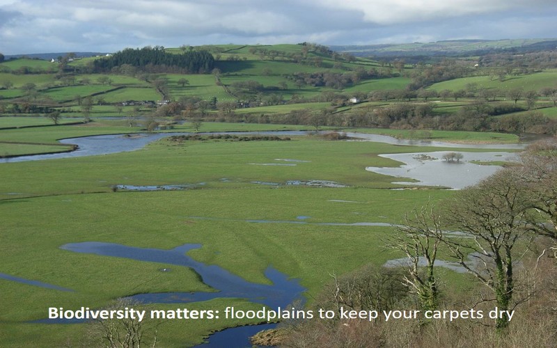 Biodiversity matters: floodplains to keep your carpets dry 