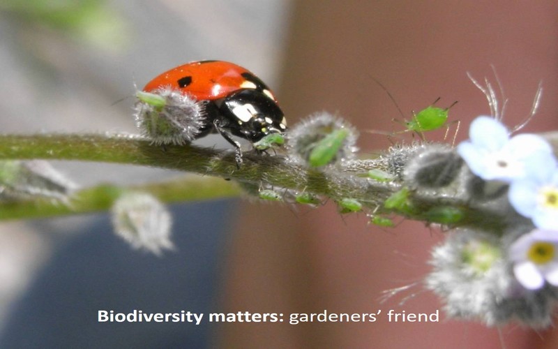 Biodiversity matters: gardeners' friend 