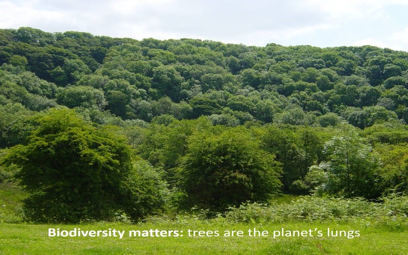 Biodiversity matters: trees are the planet's lungs 