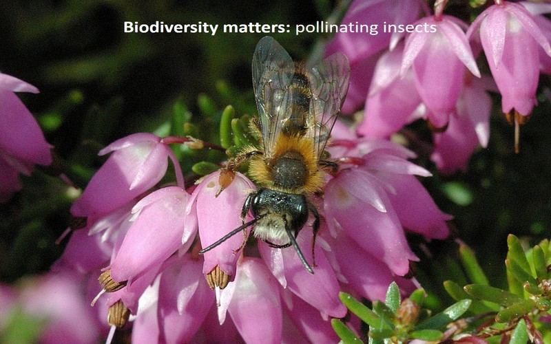 Biodiversity matters: pollinating insects 