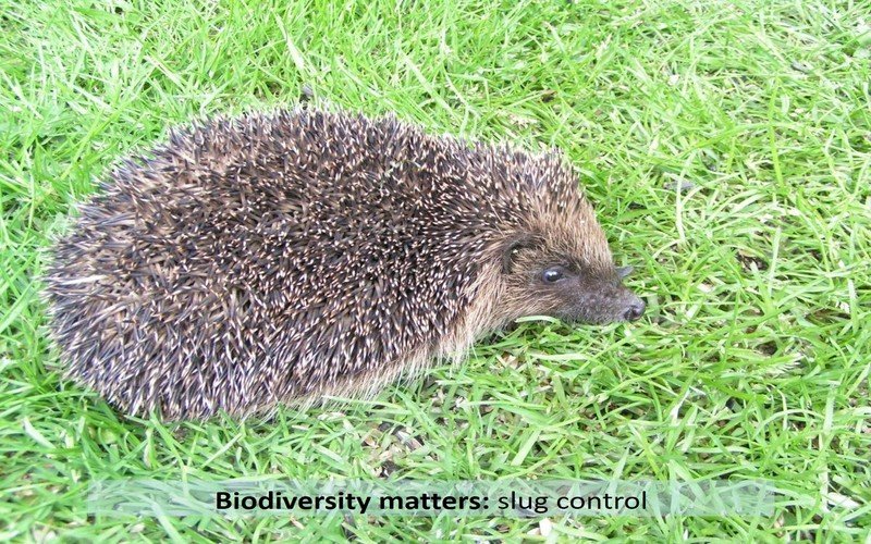 Biodiversity matters: slug control 