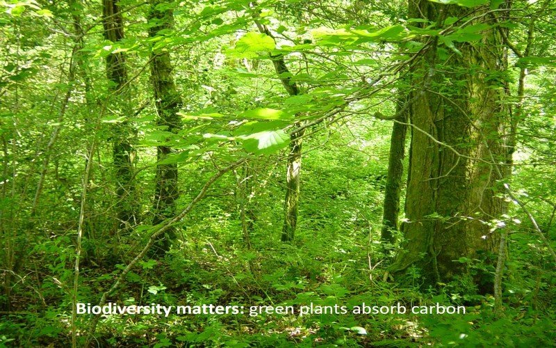 Biodiversity matters: green plants soak up carbon 