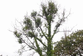 Ash dieback disease