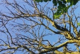 Ash dieback disease