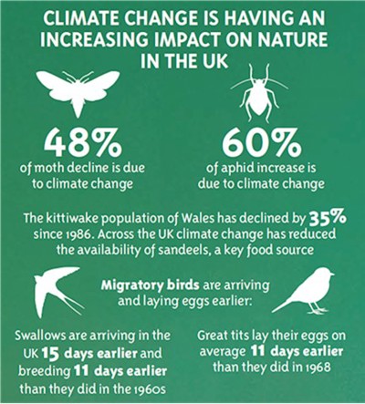 Climate change is having an increasing impact on nature in the UK. 48% of moth decline is due to climate change. 60% of aphid increase is due to climate change. The kittiwake population of Wales has declined 35% since 1986. Across the UK climate change has reduced the availability of sandeels, a key food source. Migratory birds are arriving earlier and laying eggs earlier. Swallows are arriving in the UK 15 days earlier and breeding 11 days earlier than they did in the 1960's. Great tits lay their eggs on average 11 days earlier than they did in 1968.