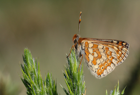 Caeau Mynydd Mawr Marsh Fritillary Project