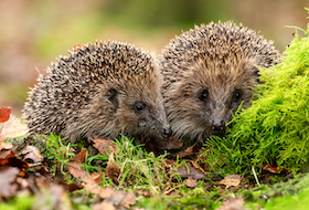 Priority Species in Carmarthenshire