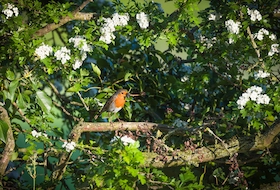 Hedgerows