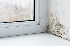 Damp and mould