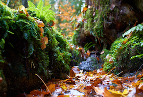 Carmarthenshire Nature Partnership