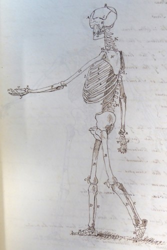 Line drawing of an anatomically correct human skeleton in profile.