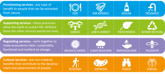 Provisioning services - any type of benefit to people that can be extracted by nature. Food. Raw Materials. Medicine. Freshwater. Supporting services - these processes allow the earth to sustain life. Without them the other services would not exist. Habitats. Genetic diversity. Photosynthesis. Nutrient recycling. Regulating services - work together to make ecosystems clean, sustainable, functional and resilient to change. Biological control. Climate regulation. Water regulation. Pollination. Cultural services - are non-material benefits that contribute to the development and advancement of people. Recreation. Inspiration. Tourism. Spiritual.