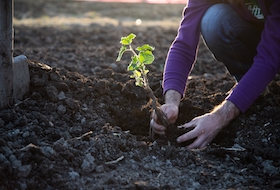 Volunteering Wales