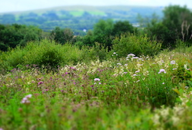 Why Biodiversity Matters