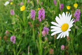 Priority Habitats in Carmarthenshire